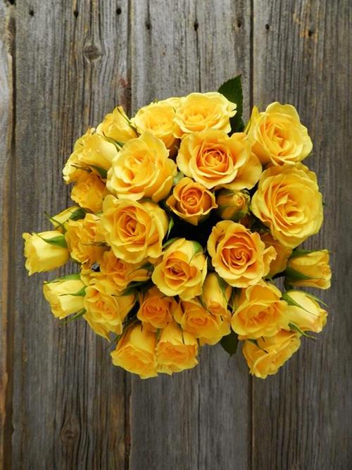 YELLOW BABE   SPRAY ROSES